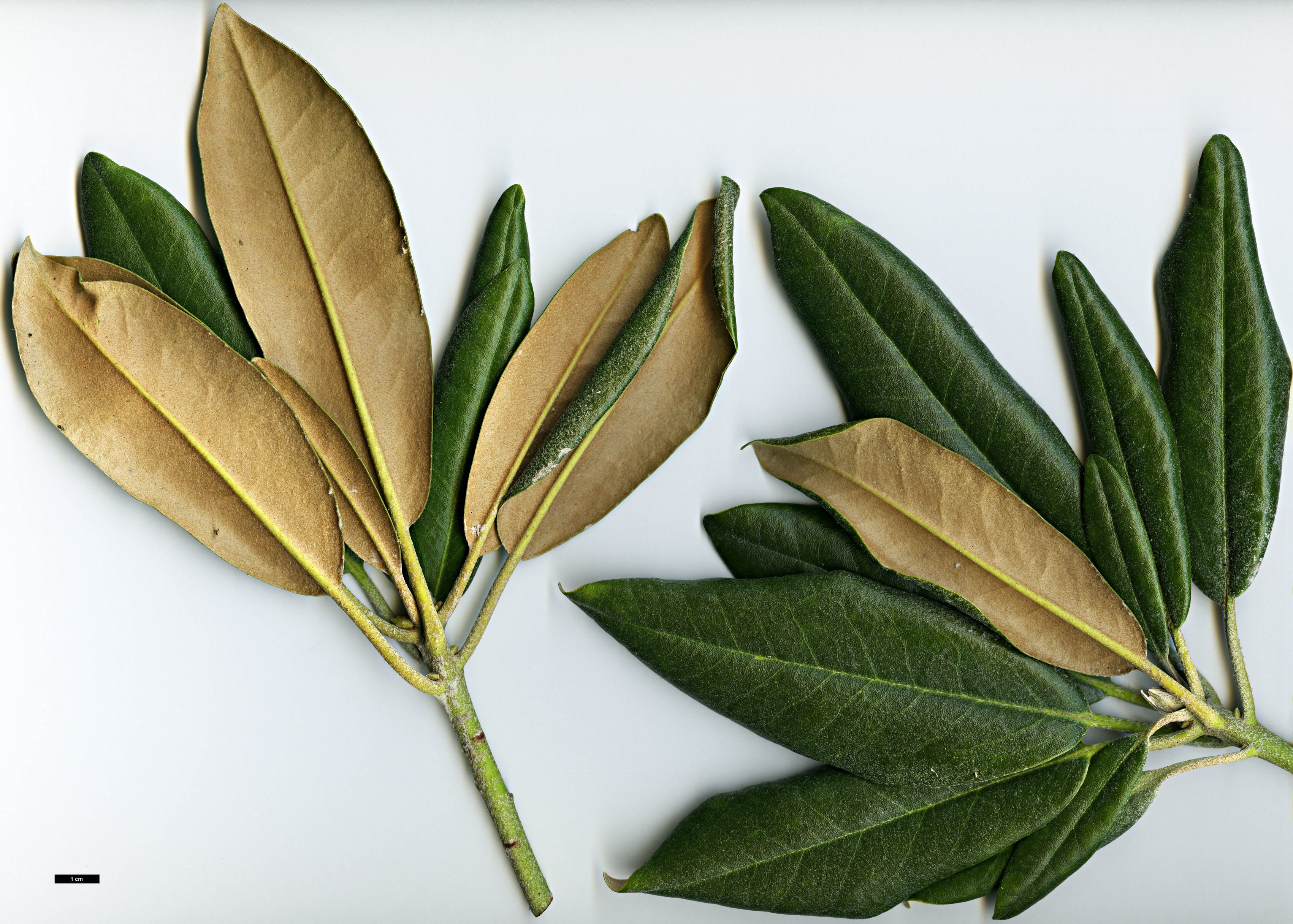 High resolution image: Family: Ericaceae - Genus: Rhododendron - Taxon: degronianum - SpeciesSub: subsp. heptamerum var. kyomaruense High resolution image: Family: Ericaceae - Genus: Rhododendron - Taxon: degronianum - SpeciesSub: subsp. heptamerum var. kyomaruense